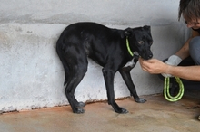 SARIELLE, Hund, Mischlingshund in Italien - Bild 11