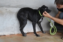 SARIELLE, Hund, Mischlingshund in Italien - Bild 4