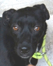 SARIELLE, Hund, Mischlingshund in Italien - Bild 5