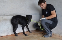 SARIELLE, Hund, Mischlingshund in Italien - Bild 7