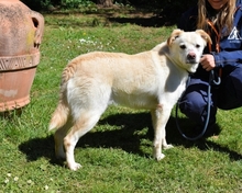 ULBRECHT, Hund, Mischlingshund in Italien - Bild 1