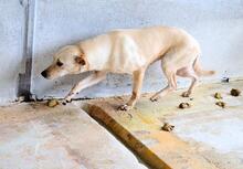IDETTE, Hund, Mischlingshund in Italien - Bild 2