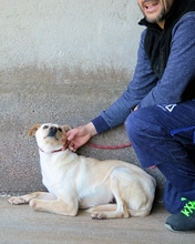 IDETTE, Hund, Mischlingshund in Italien - Bild 4