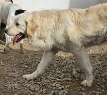 ARTU, Hund, Maremmano-Mix in Italien - Bild 23