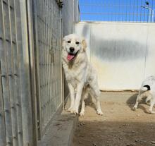 ARTU, Hund, Maremmano-Mix in Italien - Bild 32