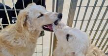 ARTU, Hund, Maremmano-Mix in Italien - Bild 33