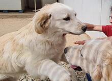 ARTU, Hund, Maremmano-Mix in Italien - Bild 34