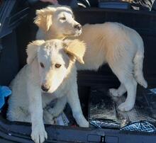 ARTU, Hund, Maremmano-Mix in Italien - Bild 35