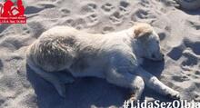 ARTU, Hund, Maremmano-Mix in Italien - Bild 36
