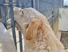 ARTUROBEIGE, Hund, Maremmano-Mix in Italien - Bild 14