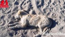 ARTUROBEIGE, Hund, Maremmano-Mix in Italien - Bild 20