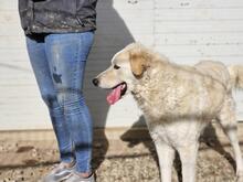 ARTUROBEIGE, Hund, Maremmano-Mix in Italien - Bild 24