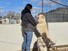 ARTUROBEIGE, Hund, Maremmano-Mix in Italien - Bild 25