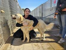 ARTUROBEIGE, Hund, Maremmano-Mix in Italien - Bild 26