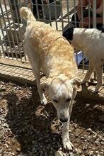 ARTUROBEIGE, Hund, Maremmano-Mix in Italien - Bild 8