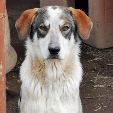VIRTU, Hund, Mischlingshund in Italien - Bild 3