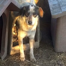 VIRTU, Hund, Mischlingshund in Italien - Bild 4