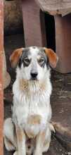 VIRTU, Hund, Mischlingshund in Italien - Bild 6