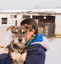 HANSOLO, Hund, Mischlingshund in Rumänien - Bild 1