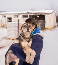 HANSOLO, Hund, Mischlingshund in Rumänien - Bild 2
