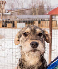 HANSOLO, Hund, Mischlingshund in Rumänien - Bild 3