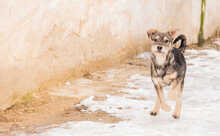 HANSOLO, Hund, Mischlingshund in Rumänien - Bild 4