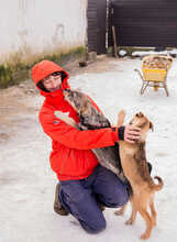 HANSOLO, Hund, Mischlingshund in Rumänien - Bild 5