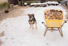 HANSOLO, Hund, Mischlingshund in Rumänien - Bild 6