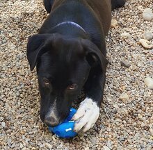 JACK, Hund, Mischlingshund in Rumänien - Bild 3