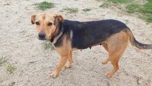 LEILA, Hund, Mischlingshund in Rumänien - Bild 1
