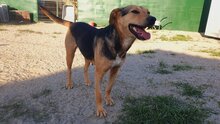 LEILA, Hund, Mischlingshund in Rumänien - Bild 2
