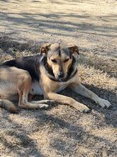 LEILA, Hund, Mischlingshund in Rumänien - Bild 3