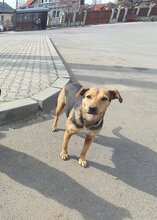 LEILA, Hund, Mischlingshund in Rumänien - Bild 4