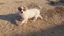 KLEE, Hund, Mischlingshund in Rumänien - Bild 2