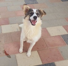 KLEE, Hund, Mischlingshund in Rumänien - Bild 3
