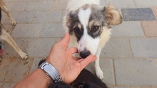 KLEE, Hund, Mischlingshund in Rumänien - Bild 5