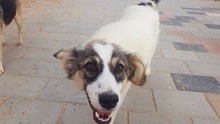 KLEE, Hund, Mischlingshund in Rumänien - Bild 6