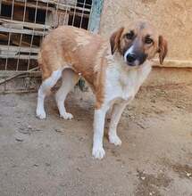 ALMA, Hund, Mischlingshund in Rumänien - Bild 1