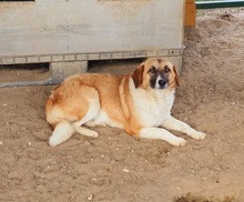 ALMA, Hund, Mischlingshund in Rumänien - Bild 5