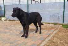 BENNI, Hund, Mischlingshund in Rumänien - Bild 3