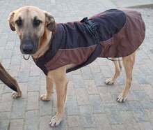 OSCAR, Hund, Mischlingshund in Rumänien - Bild 3