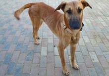 OSCAR, Hund, Mischlingshund in Rumänien - Bild 5
