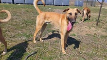 OSCAR, Hund, Mischlingshund in Rumänien - Bild 6