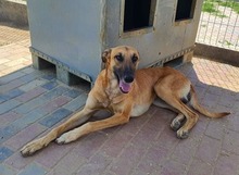 OSCAR, Hund, Mischlingshund in Rumänien - Bild 7