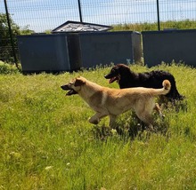 MILO, Hund, Mischlingshund in Rumänien - Bild 1