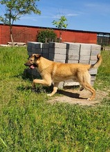 MILO, Hund, Mischlingshund in Rumänien - Bild 4