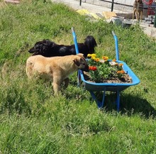 MILO, Hund, Mischlingshund in Rumänien - Bild 6