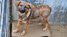 YORI, Hund, Mischlingshund in Rumänien - Bild 1