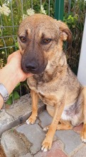 YORI, Hund, Mischlingshund in Rumänien - Bild 2