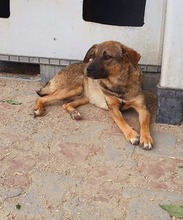 YORI, Hund, Mischlingshund in Rumänien - Bild 3